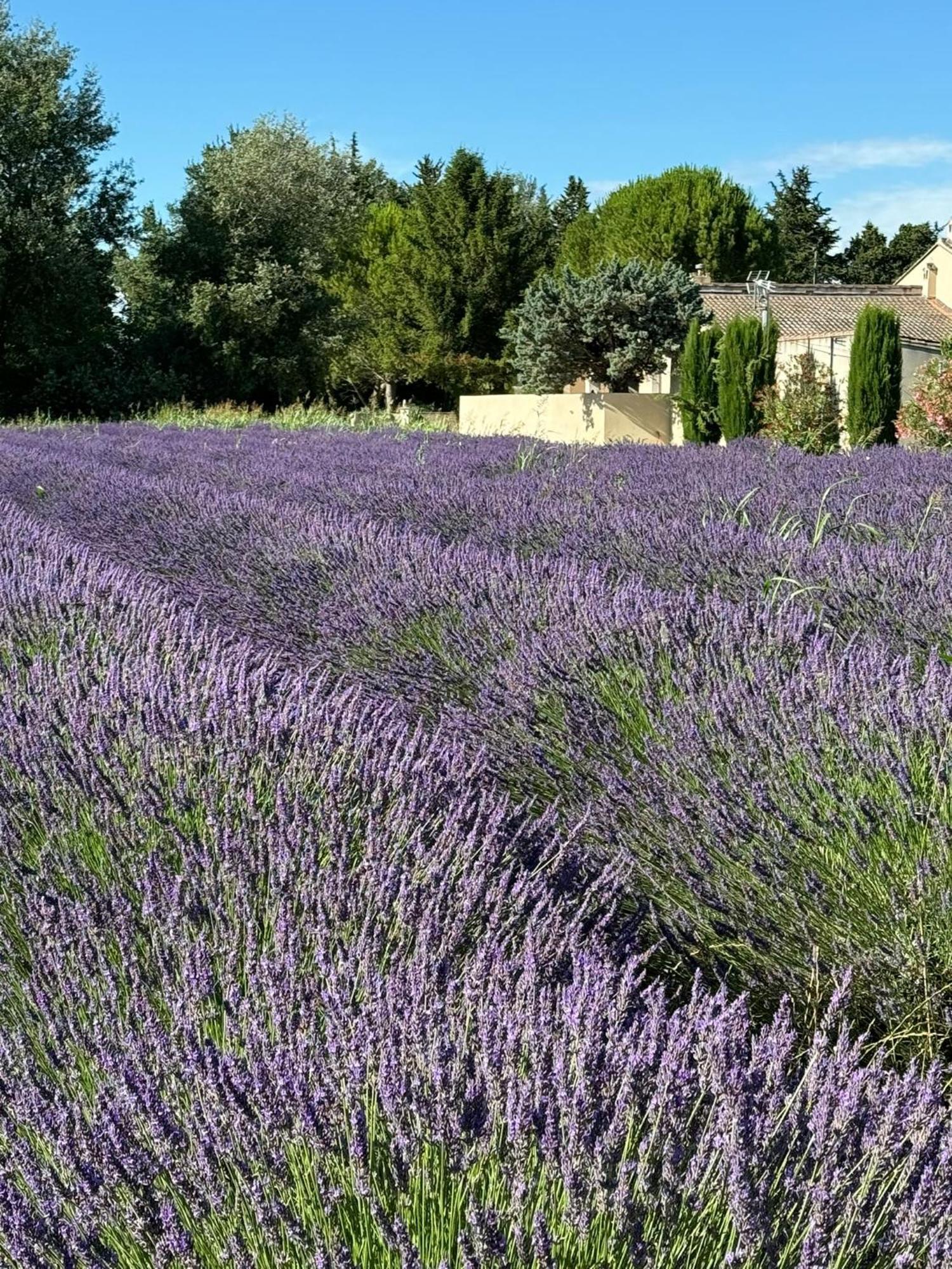 Appartement Neuf Et Au Calme Proche Avignon Althen-des-Paluds Buitenkant foto