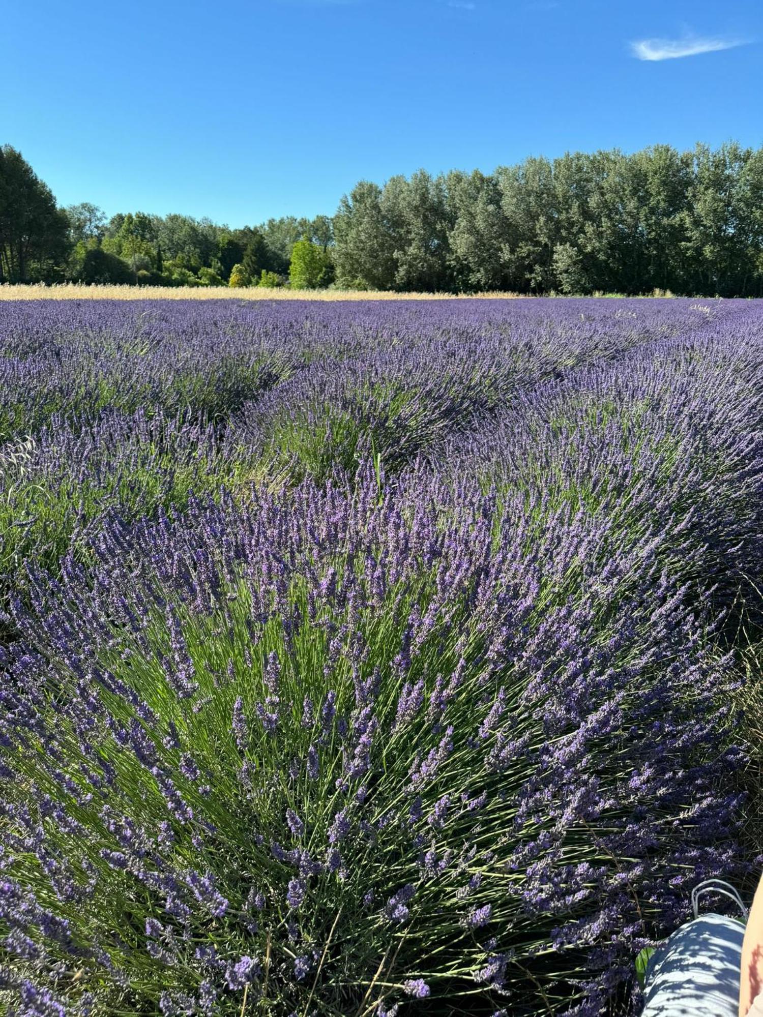 Appartement Neuf Et Au Calme Proche Avignon Althen-des-Paluds Buitenkant foto