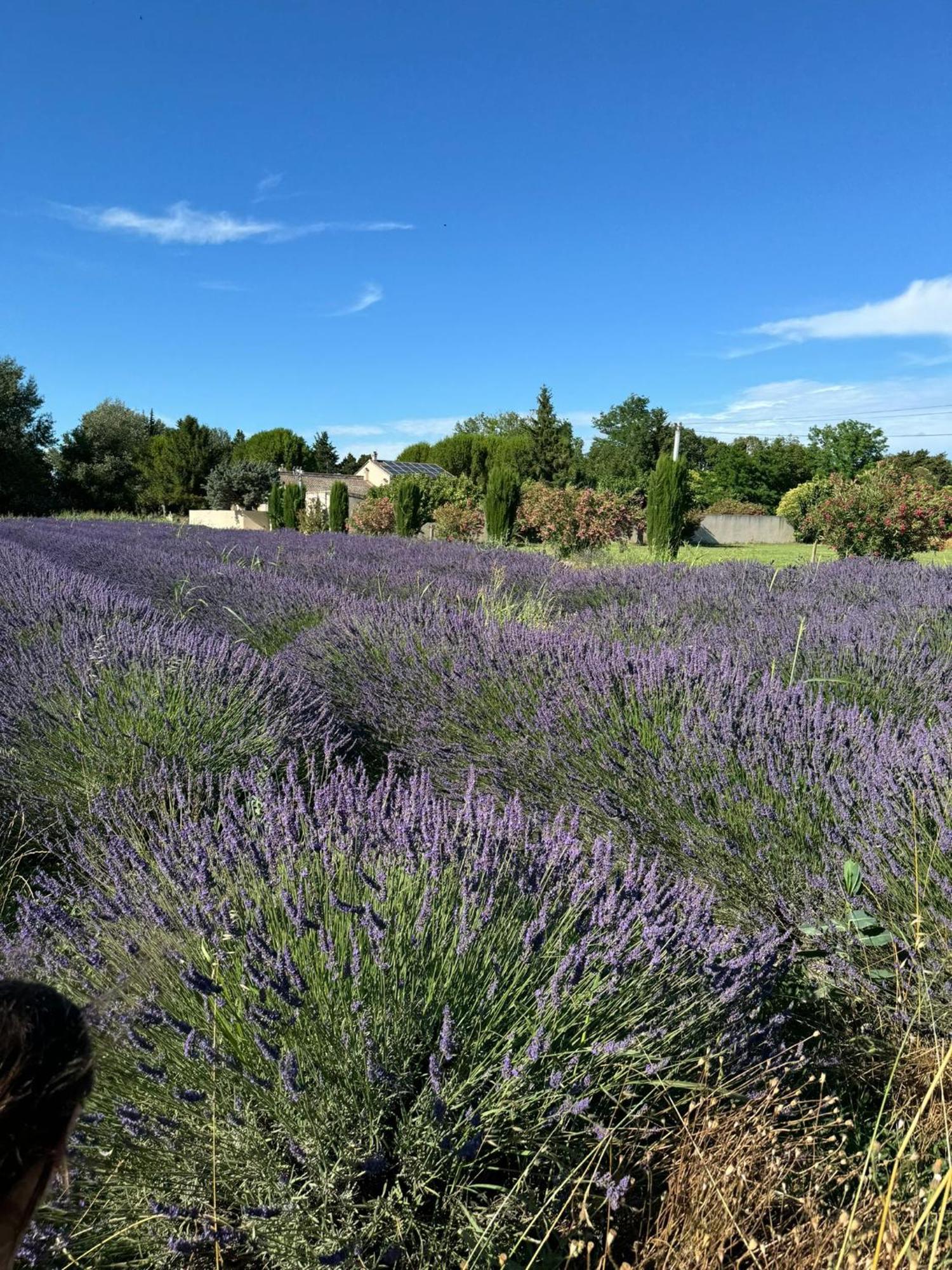 Appartement Neuf Et Au Calme Proche Avignon Althen-des-Paluds Buitenkant foto